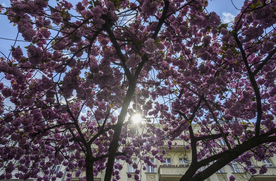 Bunga Sakura Bermekaran Di Jerman Bagian 2
