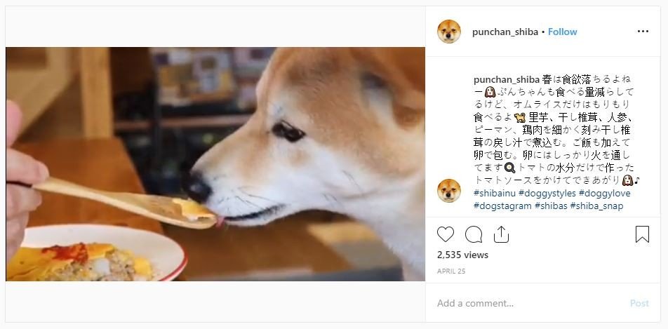 Anjing shiba inu punya table manner (instagram.com/punchan_shiba)