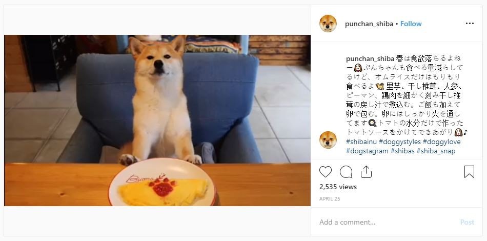 Anjing shiba inu punya table manner (instagram.com/punchan_shiba)