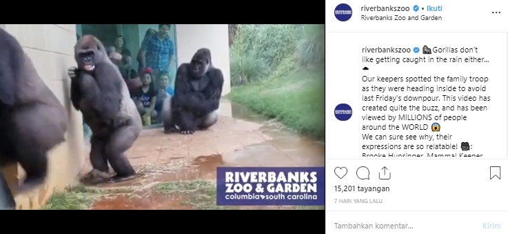 Video viral gorila takut hujan di Riverbanks Zoo. (Instagram/@riverbankszoo)