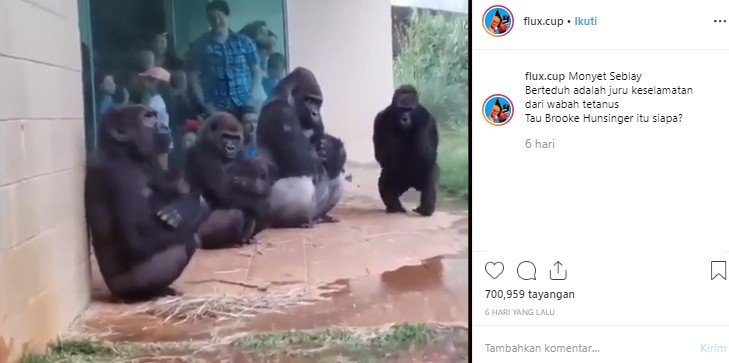 Video viral gorila takut hujan di Riverbanks Zoo. (Instagram/@riverbankszoo)