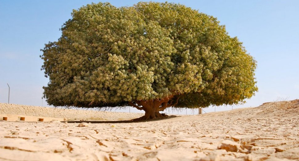 The blessed tree atau pohon sahabi, 'sahabat' Rasulullah yang masih hidup (Flikcr/samdefranc)