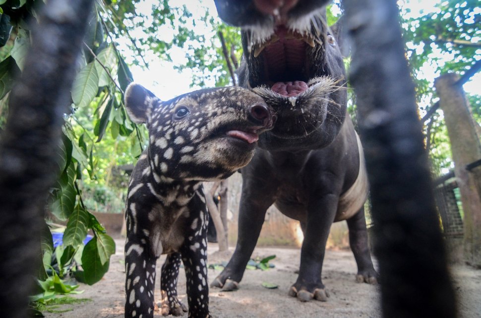 Lucunya Bona Bayi Tapir Yang Lahir Di Kebun Binatang Bandung