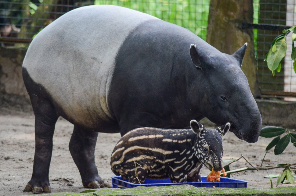 Lucunya Bona Bayi Tapir Yang Lahir Di Kebun Binatang Bandung