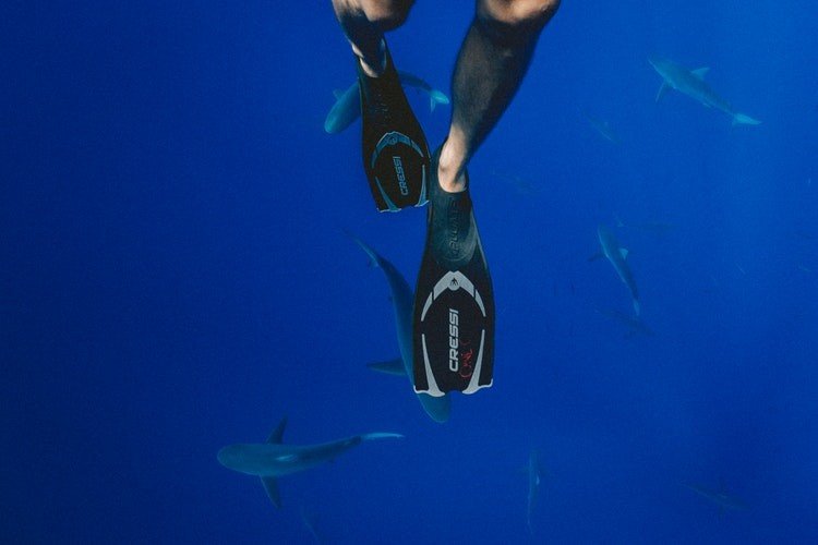 Ilustrasi pria berenang bersama hiu. (Pixabay/Jakob Owen)