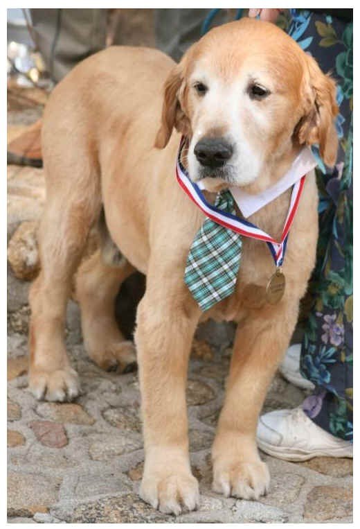 Walikota anjing Max I di Idyllwild (mayormax.com)