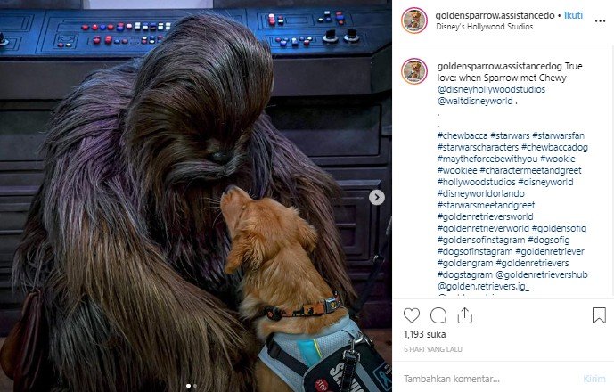 Gemas, anjing pemandu ini diajak pemilik liburan ke Disney World. (Instagram/@goldensparrow.assistancedog)