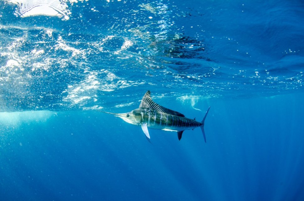 Ikan Marlin [shutterstock]