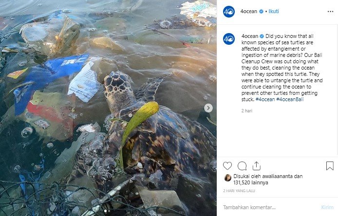 Penyu terjebak timbunan sampah. (Instagram/@4ocean)