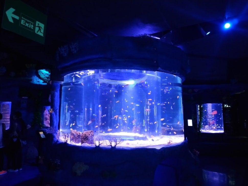 Jakarta Aquarium sajikan pertunjukan Pencak Silat Underwarter untuk rayakan HUT DKI Jakarta. (Suara.com/Firsta Nodia)