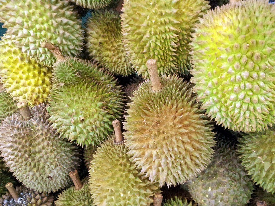 Ilustrasi durian. (Pixabay/PublicDomainPictures)