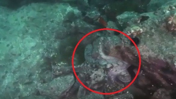 Gurita serang penyelam di laut Jepang. (YouTube)