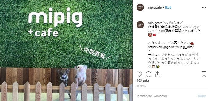 Sensasi minum teh ditemani babi lucu di Mipig Cafe. (Instagram/@mipigcafe)