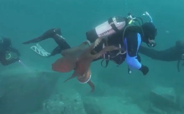 Gurita serang penyelam di laut Jepang. (YouTube)