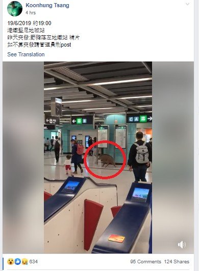 Babi hutan masuk ke stasiun. (Facebook/Koonhung Tsang)