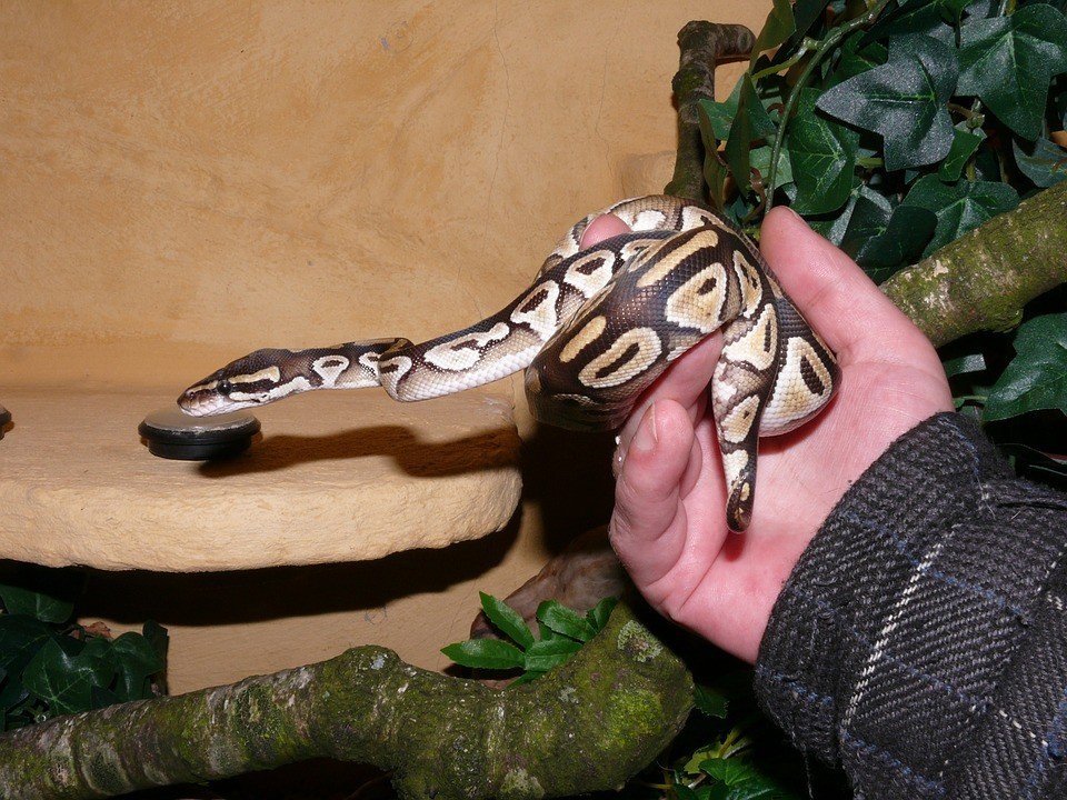 Ilustrasi ular piton. (Pixabay/Kapa65)