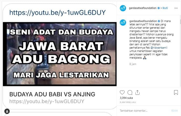 Tradisi Adu Baging diprotes Garda Satwa. (Instagram/@gardasatwafoundation)