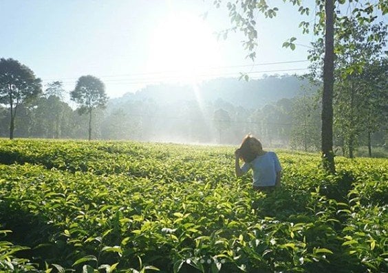 Kebun Teh Walini. (instagram.com/stefaniewinarko)