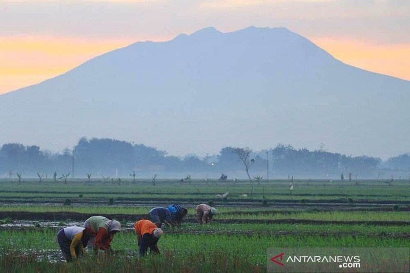 Ilustrasi Gunung Lawu. [Antara]