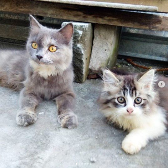 Pecinta Kucing Yuk Merapat Ke Komunitas Save Love Cat