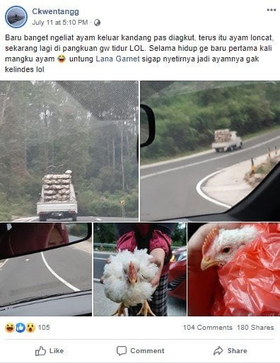 Seekor Ayam Kabur dari Truk Pengangkut. (Facebook/Ckwentangg)