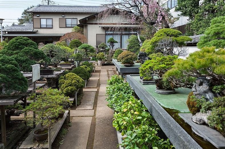 Eloknya Potret Museum Bonsai  Omiya di Jepang Pecinta 