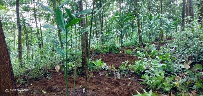 Tanaman di kebun garapan jemaah Tarekat Naqsyabandiyah. [Suara.com/Erick Tanjung]