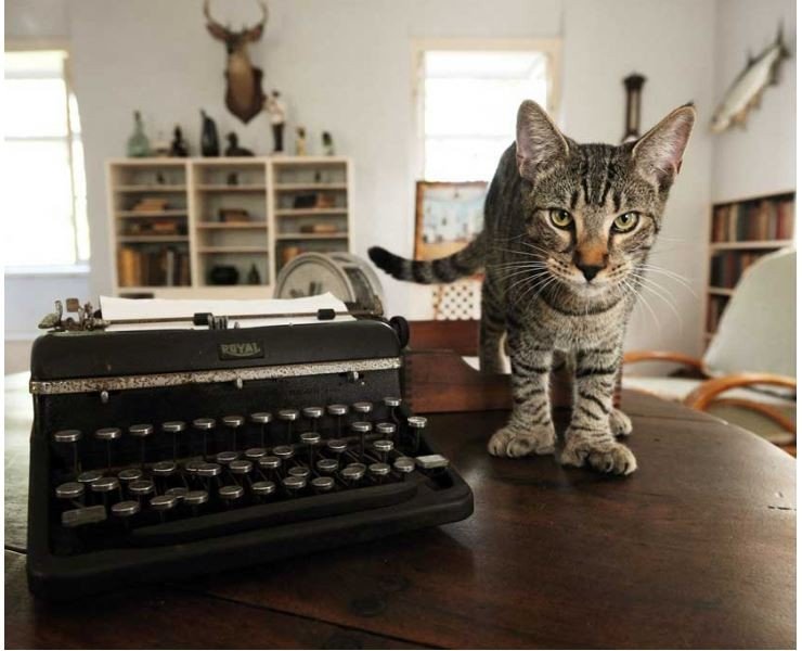 Destinasi Wisata Untuk Pecinta Kucing (hemingwayhome.com/cats/)
