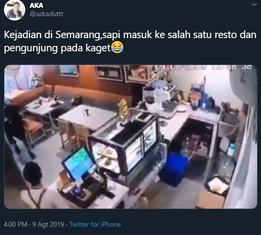 Video Viral, Seekor Sapi Masuk Restoran, Warganet: Cari Tempat Sembunyi. Tangkapan layar (twitter.com/azkaduttt)