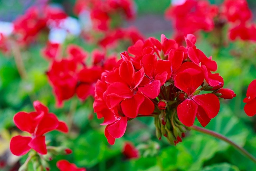 Geranium. (Shutterstock)