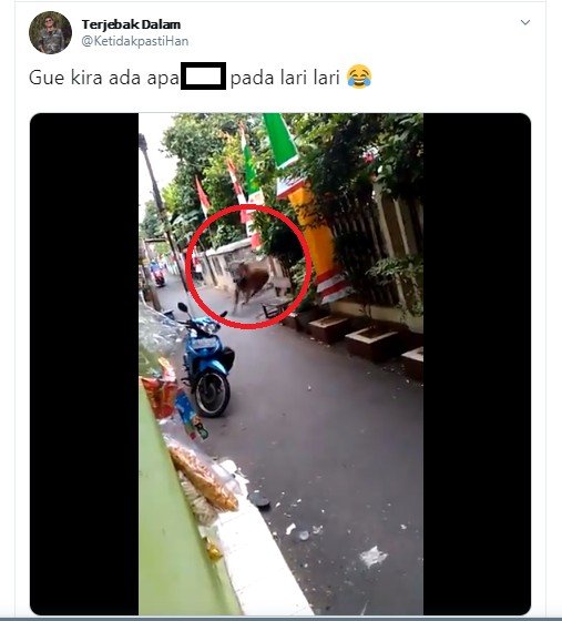 Bak Festival Lari Banteng, Sapi Ini Kabur Lewati Perumahan Warga. (Twitter/KetidakpastiHan)