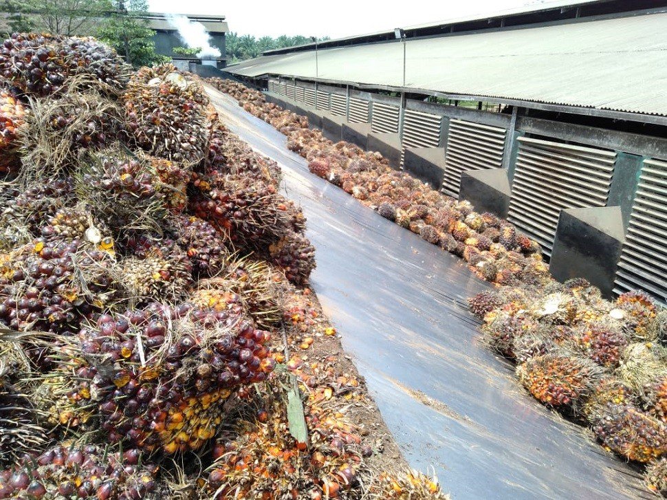 Sawit Dicibir Sejak Tanam Tapi Dinikmati Hingga Tetes Terakhir