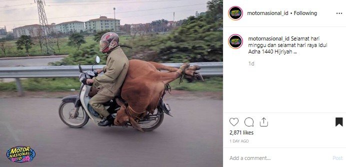 Cara membawa binatang kurban menggunakan motor. (Instagram/@motornasional_id)