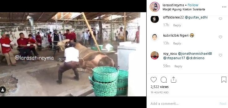 Sapi raksasa kurban Presiden Jokowi ngamuk. (Instagram/@larasatireyma)