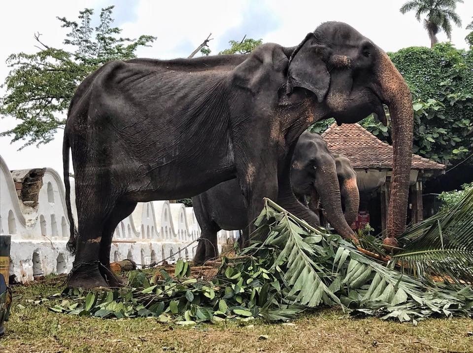 Tikiri, Gajah Kurus Kering yang Dipaksa Ikut Festival (facebook.com/Save Elephant Foundation)