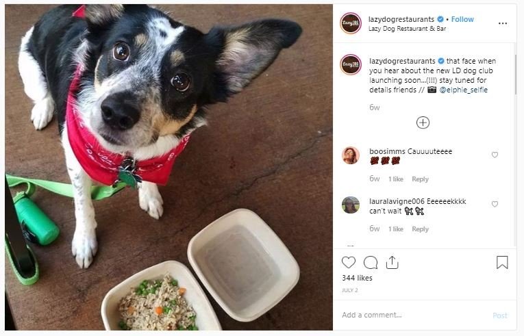 Restoran dengan menu khusus anjing (instagram.com/lazydogrestaurants)