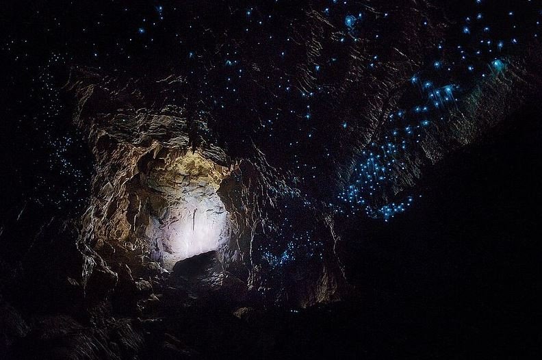 Waitomo Glowworm (Wikimedia Commons  )