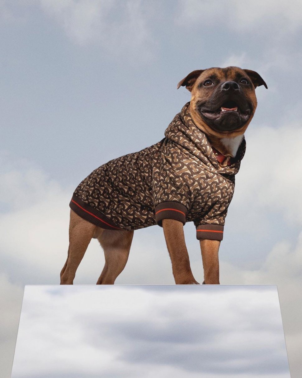 Burberry Rilis Jaket Khusus Anjing Seharga Rp 5,4 Juta. (Instagram/@burberry)