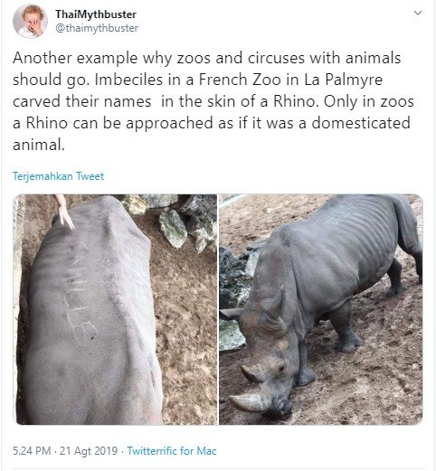 Keterlaluan, Pengunjung Kebun Binatang Ini Ukir Namanya di Tubuh Badak. (Twitter/thaimythbuster)