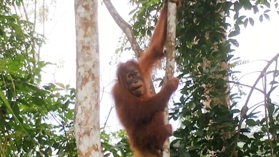 Valentino, orangutan sumatera (Pongo abelii) yang ganteng dan sangat fotogenik, di Taman Nasional Gunung Leuser [Suara.com/ukirsari].