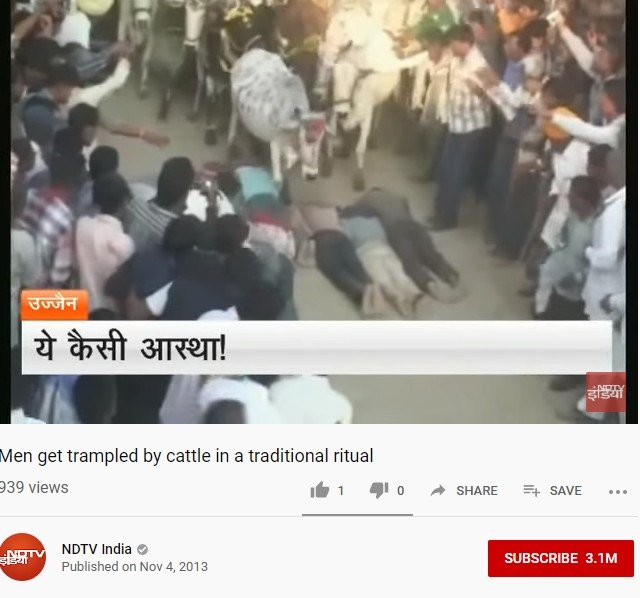 Ritual diinjak sapi di India. Tangkapan layar (Youtube/NDTV India)