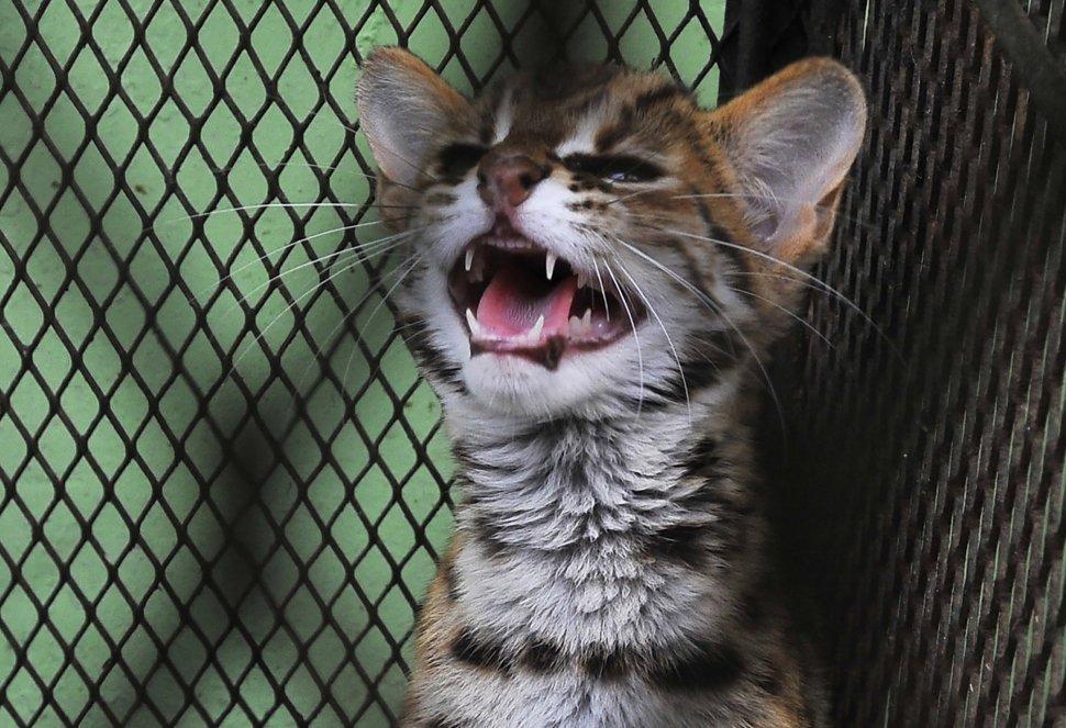 Balai Konservasi Sumber Daya Alam Amankan Kucing  Hutan