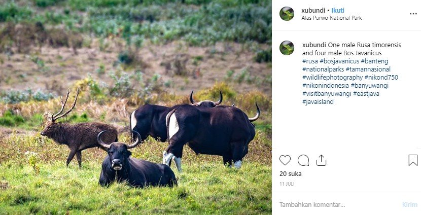 Teduhnya Taman Nasional Alas Purwo di Banyuwangi. (Instagram/@xubundi)