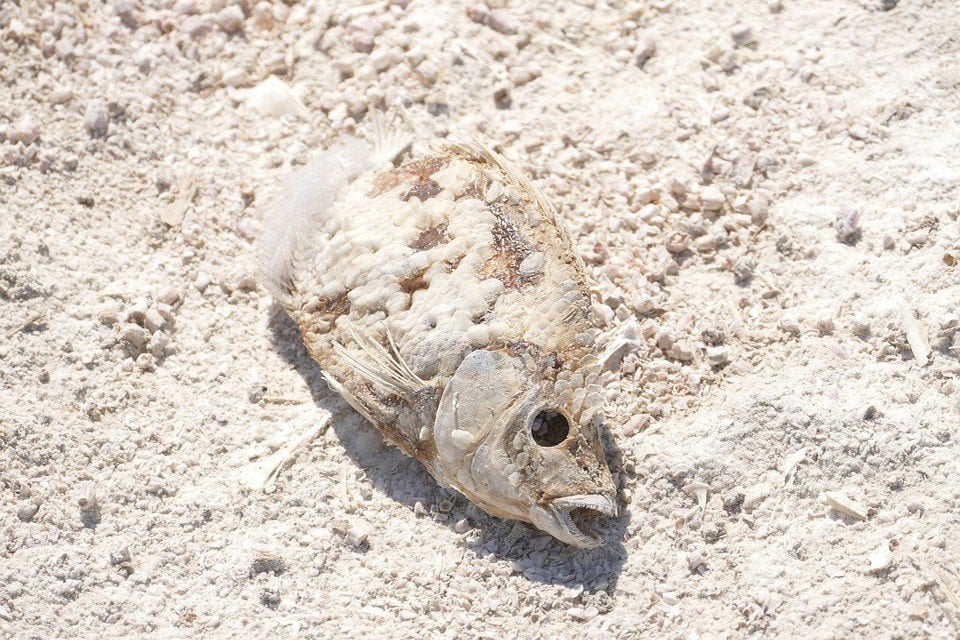 Bangkai ikan di Danau Salton Sea. (Pixabay/mdherren)