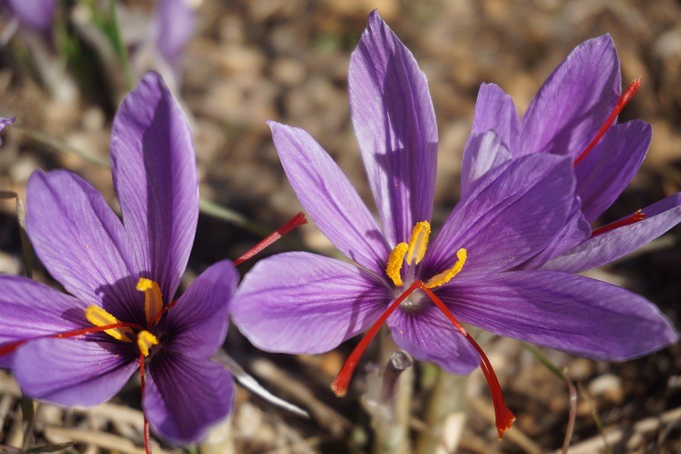 Bunga penghasil saffron. (Pixabay/Xtendo)