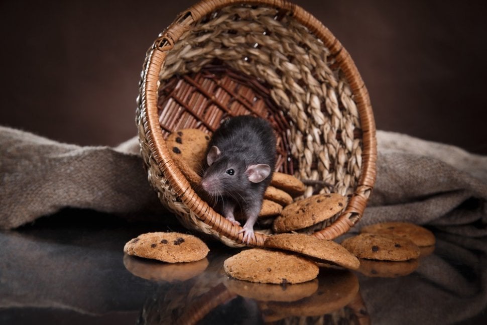 Cara Mengusir Tikus dari Hunian. (shutterstock)