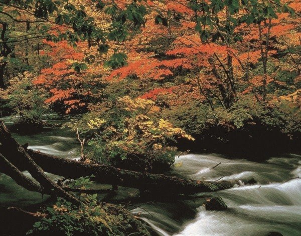 Oirase Gorge, Rekomendasi Tempat Menikmati Musim Gugur di Tohoku Jepang. (Vector Indonesia)