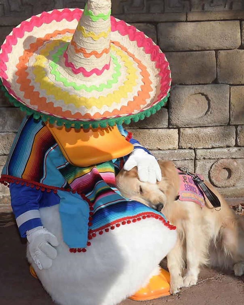 Nala, anjing terapi yang suka ke Disneyland (instagram.com/helperdognala)