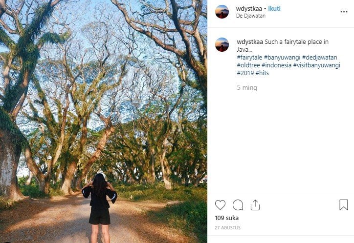 Hutan De Djawatan di Banyuwangi. (Instagram/@wdytskaa)