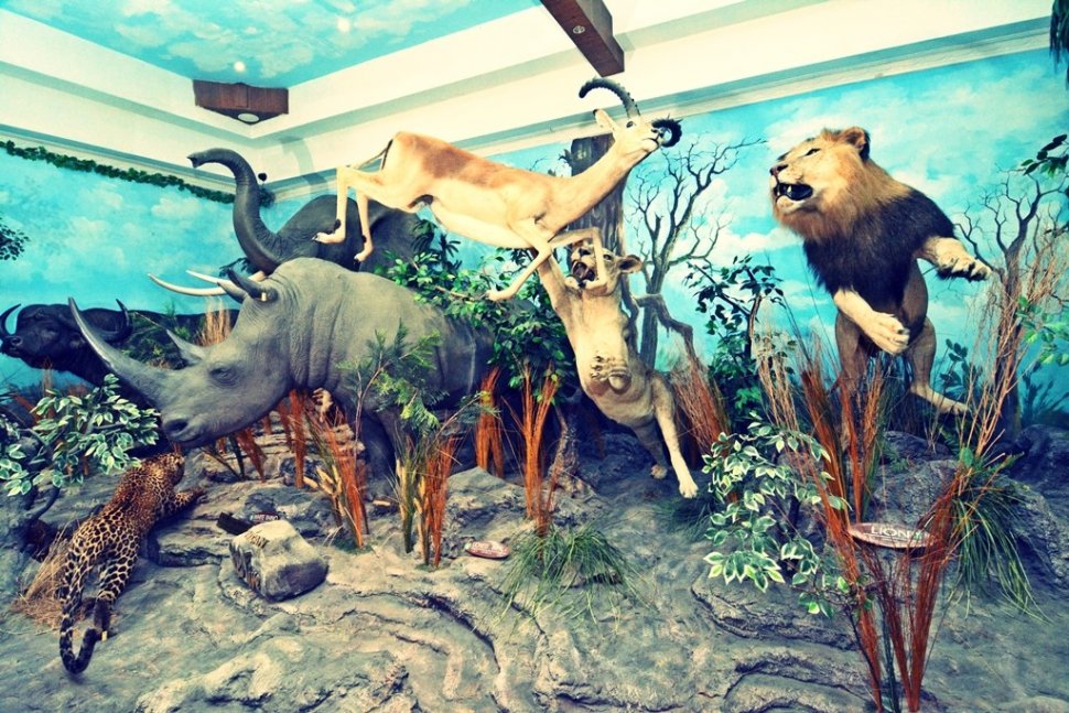 Rahmat International Wildlife Museum (rahmatgallery.com)